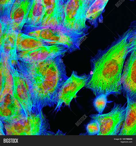 Pictures Of Skin Cells Under A Microscope Micropedia
