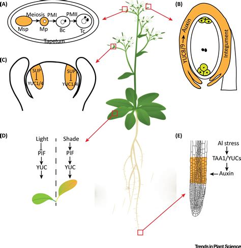 Local Auxin Biosynthesis Mediates Plant Growth And Development Trends