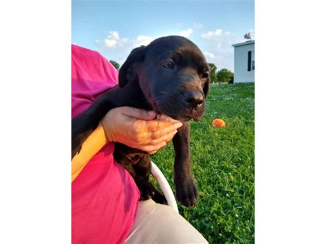 The newfoundland mix can have multiple purebred or mixed breed lineage. Aussie Pit mix puppies for sale in Columbia, Missouri ...