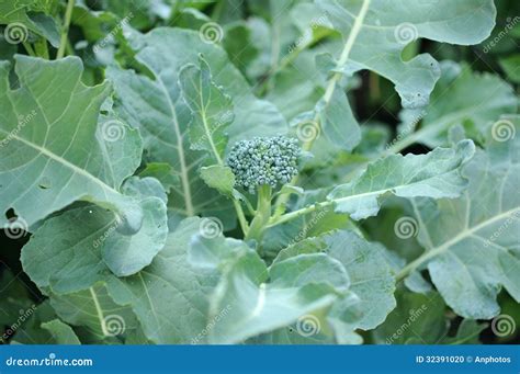 Young Broccoli Flower Stock Photo Image Of Salad Gourmet 32391020