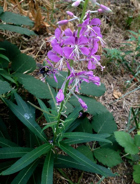 Chamerion Angustifolium Commonly Known As Fireweed Great Willow‑herb