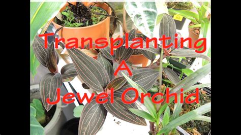 A nice bushy one will have lotsa thick rhizomes with fleshy roots under the medium, and any of them that seem not essential to the main stems can luckily it needs as much sun and water as your jewel orchid and if you can keep it alive it'll be your jewel's best friend. Re Potting Jewel Orchid - Ludisia - YouTube