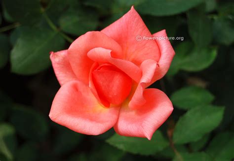 White amaryllis flower symbolizes radiant beauty, purity, and innocence. Pink Flowers Gallery 2, Pink flowers names and pictures