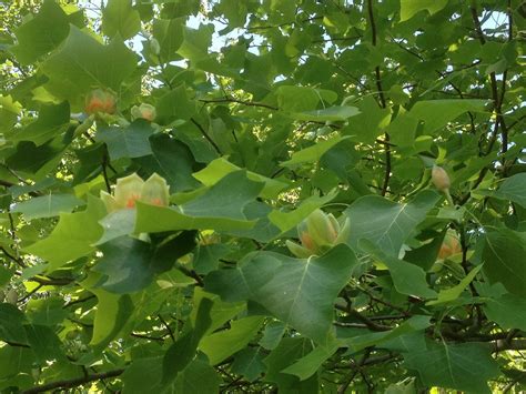 Tulip Tree Tulips Maine Fruit Tree Garden Plants Garten Lawn And