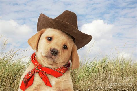 Labrador Puppy Wearing A Cowboy Hat Photograph By John Daniels Pixels