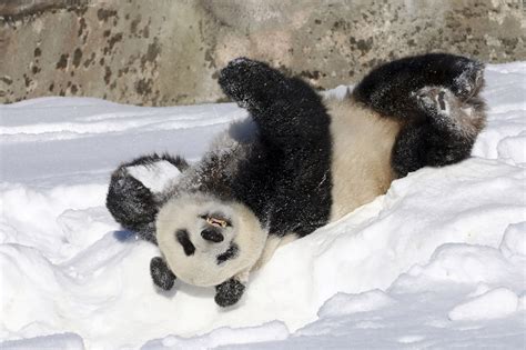 Giant Pandas Endangered Read Theory | Bruin Blog