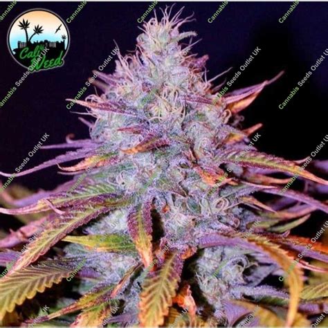 Buy Female Blue Dream By Cali Weed At Cannabis Seeds Outlet Uk