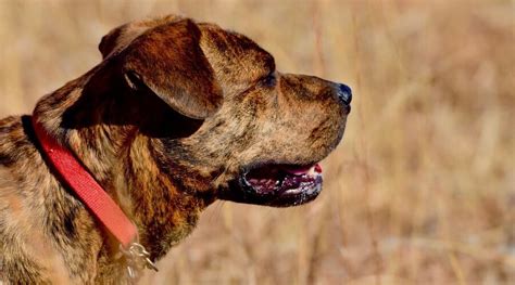 Mountain Cur Dog Breed Information Facts Traits Puppy