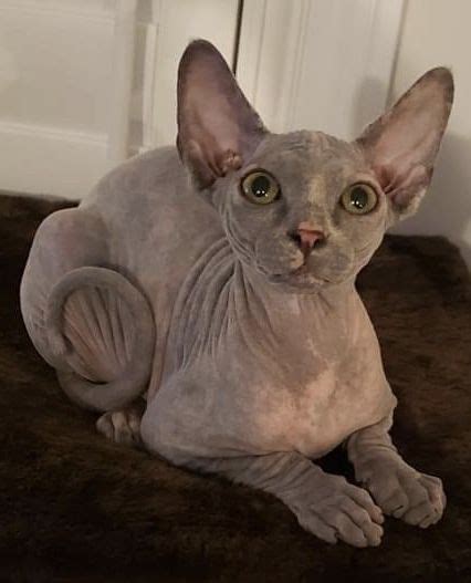 Lilac Tortie Sphynx In 2023 Cute Hairless Cat Exotic Cats Sphynx Cat