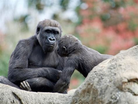 Premium Photo Western Lowland Gorillas At Zoo Atlanta