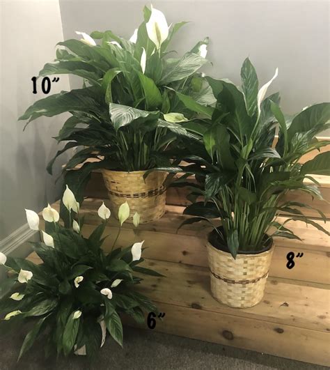 Spathiphyllum Peace Lily Fifth Street Flower Shop
