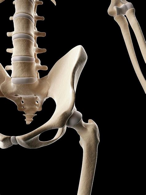 Human Hip Bones Photograph By Sebastian Kaulitzki Fine Art America
