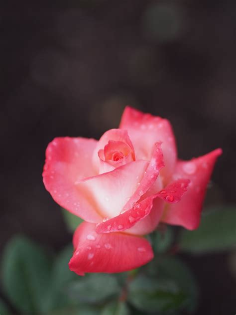 Rose Brigadoon At Oji Rose Garden Hybrid Tea Roses Tea Roses Rose