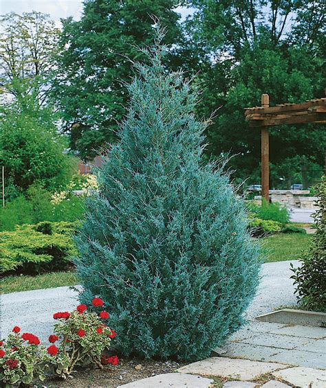 Wichita Blue Juniper Bower And Branch