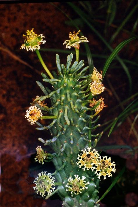 Cactus plants can be chopped down like trees, which drops the cactus item. I Brake for Wildflowers!: South Africa 8. Succulent Paradise