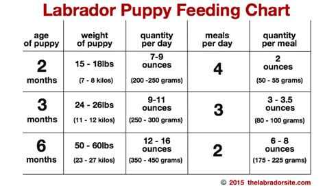 Trying to find the best food for your puppy may be overwhelming. Feeding Your Labrador Puppy: How Much, Diet Charts And The ...