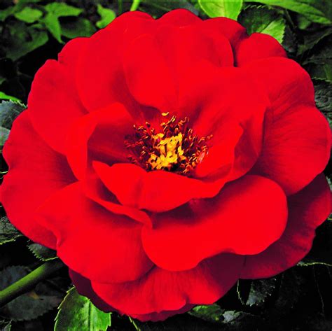 Flower Carpet Rose Scarlet Easy To Grow Bulbs