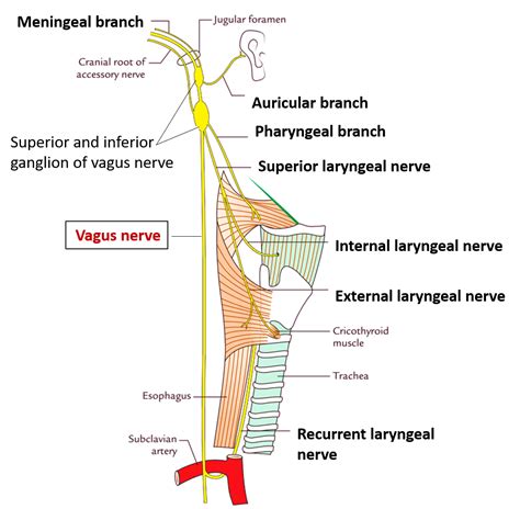 Vagus Nerve Nuclei Course Branches Structures Supplied And Lesion