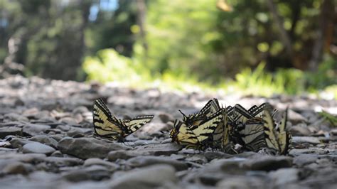 A Gathering Of Canadian Tiger Swallowtails YouTube