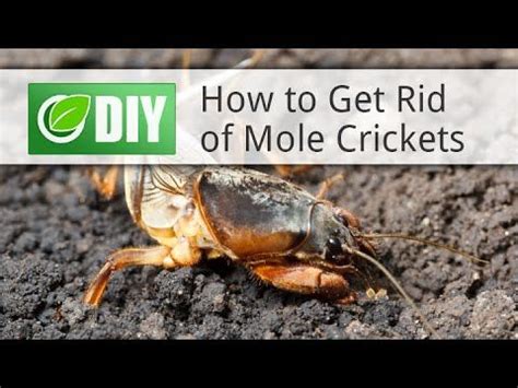 However, if you are constantly finding mole crickets inside your home, seal any cracks, gaps, or openings around the foundation of your home and create a perimeter barrier both inside and out with ortho® home defense® insect killer for indoor & perimeter, following label directions. Pin by Diana MacDonald on Garden it in 2020 | Mole cricket ...