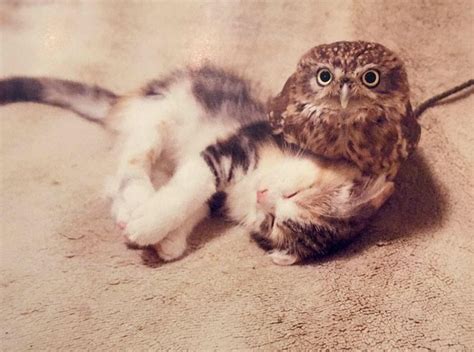 Thankful For Friendship The Story Of Marimo The Cat And Fuku The Owl