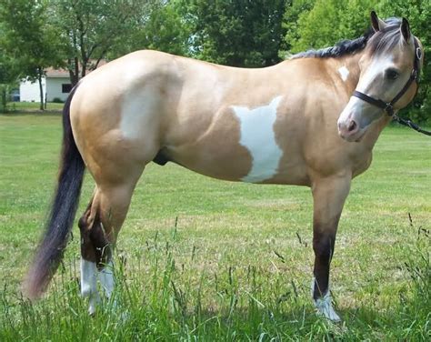 Meet the ultimate kid friendly, confidence builder horse for any child or adult! Buckskin Paint Horses | Buckskin Paint Horse 2004 buckskin overo paint | Horses, Horse painting ...