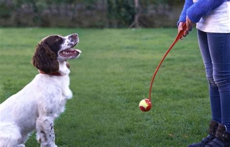 From The Canine Arthritis Management Team On Throwing Balls Canine