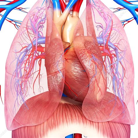 We did not find results for: Chest anatomy, artwork - Stock Image - F006/0881 - Science Photo Library