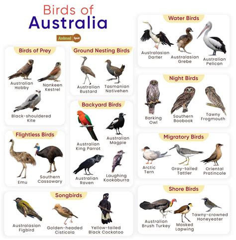 List Of Birds Found In Australia With Pictures