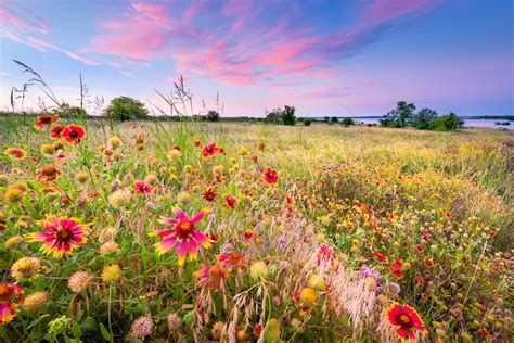Фото поле цветы цветочное поле - бесплатные картинки на ...