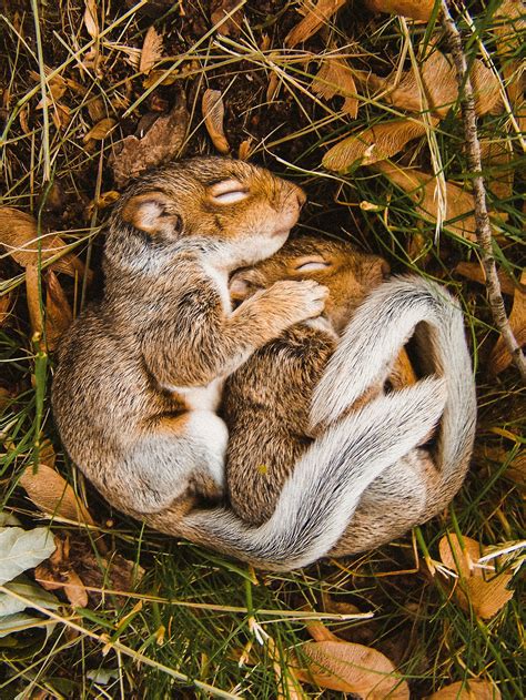 Sleeping Squirrels Mostbeautiful