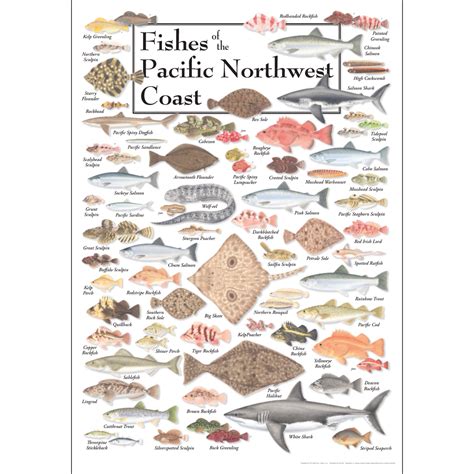 pnw fish - Google Search | Pacific fish, Pacific northwest, Northwest coast