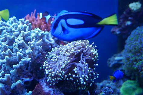 Free Images Underwater Blue Coral Reef Invertebrate Habitat