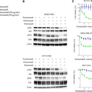 The Combination Of Trastuzumab Pertuzumab Patritumab Inhibits Cell