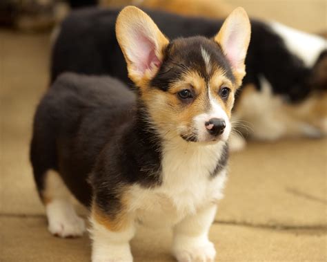 Cardigan welsh corgis love everyone and are suited to many types of homes because they are so good natured. Corgi Puppies 103 | Daniel Stockman | Flickr