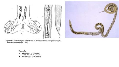 Trichostrongylus Colubriformis