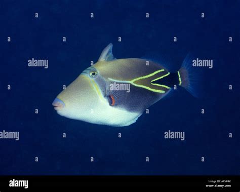 Hawaiis Unofficial State Fish The Reef Triggerfish Known In Hawaiian