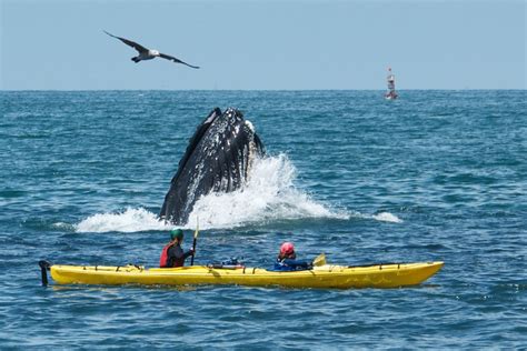 Surprise Kayakers On Monterey Bay Are Surprised By A Lunge Feeding