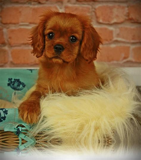 Explore 197 listings for cavalier king charles spaniel puppies for sale at best prices. Cavalier King Charles Spaniel Puppies For Sale | Doncaster ...