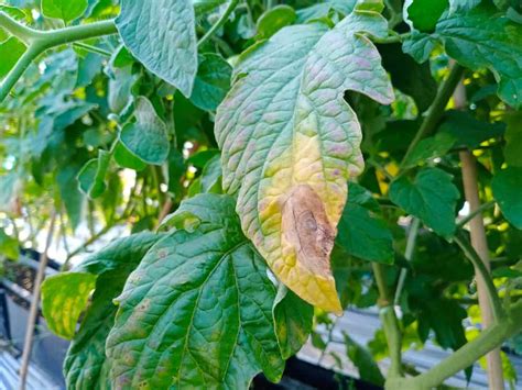 Reasons Your Tomato Leaves Are Turning Yellow How To Fix It