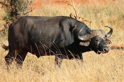 Big 5 Wildlife Attractions Shadows Of Africa