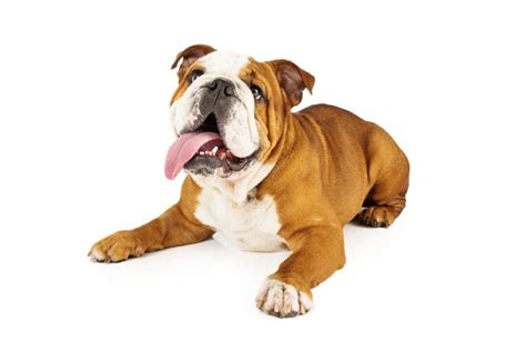 English Bulldog Learn More About The English Bulldog Online Vip Puppies