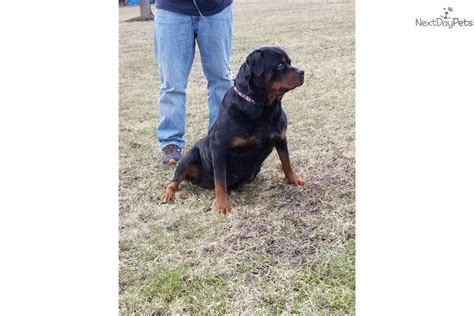We take pride in our world champion pedigrees and offer a 2 year free replacement puppy adoption contract and prorated lifetime guarantee for hereditary defects. Rottweiler puppy for sale near State College, Pennsylvania. | 2b0f6b7f-0fe1