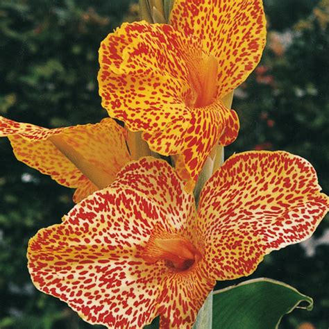 The best plants sell very quickly, so hurry up to order and get exclusive varieties first. Deer Resistant - Dwarf Canna Picasso
