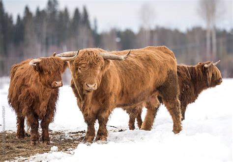 Highland Cattle In Winter By Andreas Gradin Stocksy United