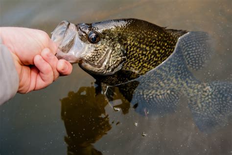 Summer Crappie Fishing How To Find And Catch Them After The Spawn