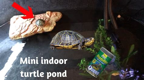 Indoor Turtle Pond Diy Youtube