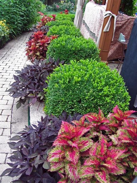 Green Velvet Boxwood And Various Coleus Look Pretty Together For A