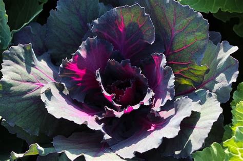 Premium Photo Closeup Of Ornamental Red Cabbage Leaves Kale Nagoya