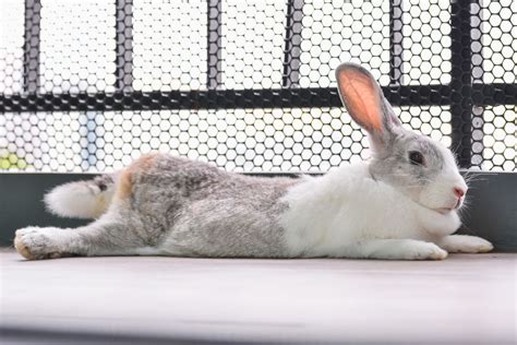 Do Rabbits Sleep With Their Eyes Open? - Our Lovely Rabbits